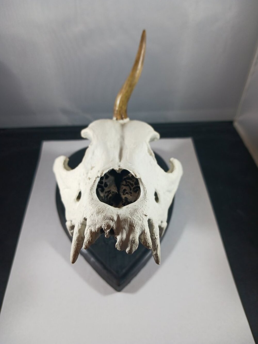 Mounted Muntjac Deer Skull - Picture 2 of 9